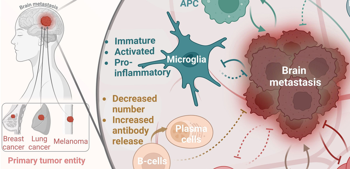 Brain Microenvironment CMMC: Cologne Experts - New Review provides Key Insights into the ...