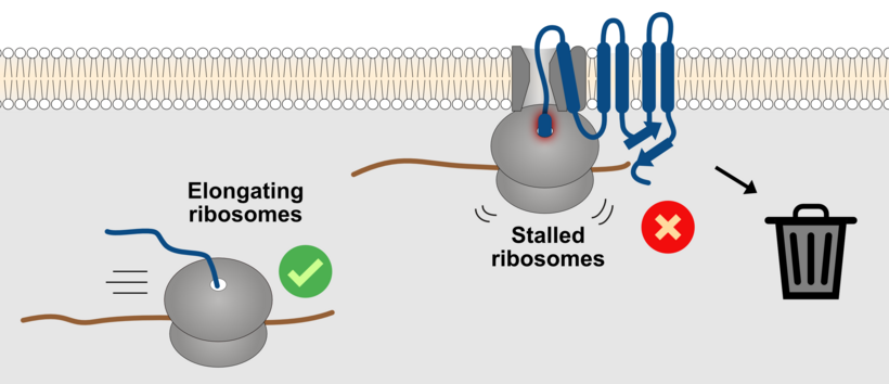 Schematic representation of protein production at the ribosome.